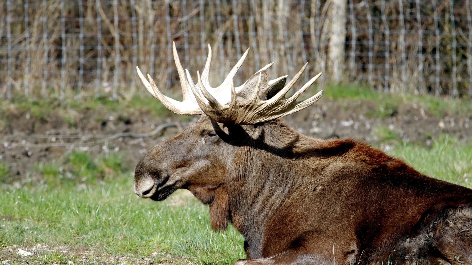 Elk in the wild